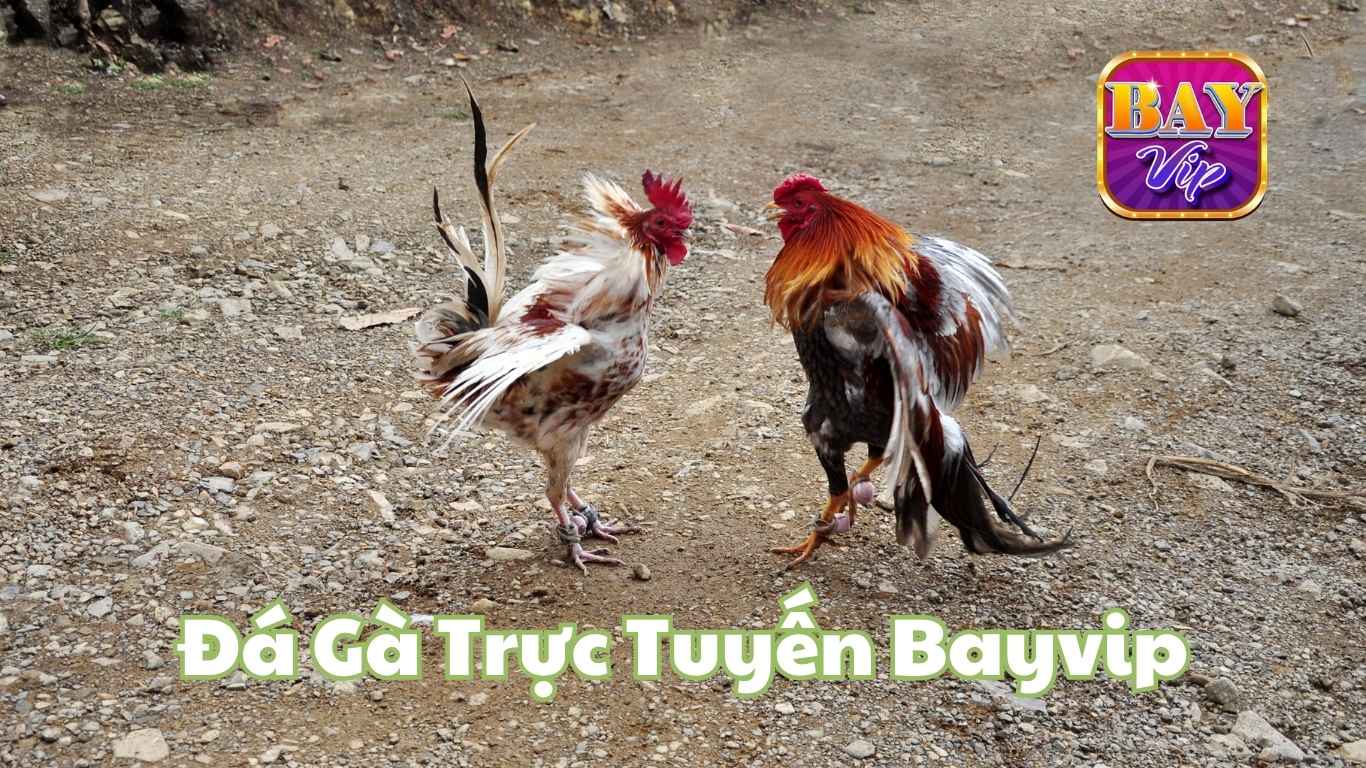 Một số thông tin tổng quan về Đá gà Bayvip Một số thông tin tổng quan về Đá gà Bayvip