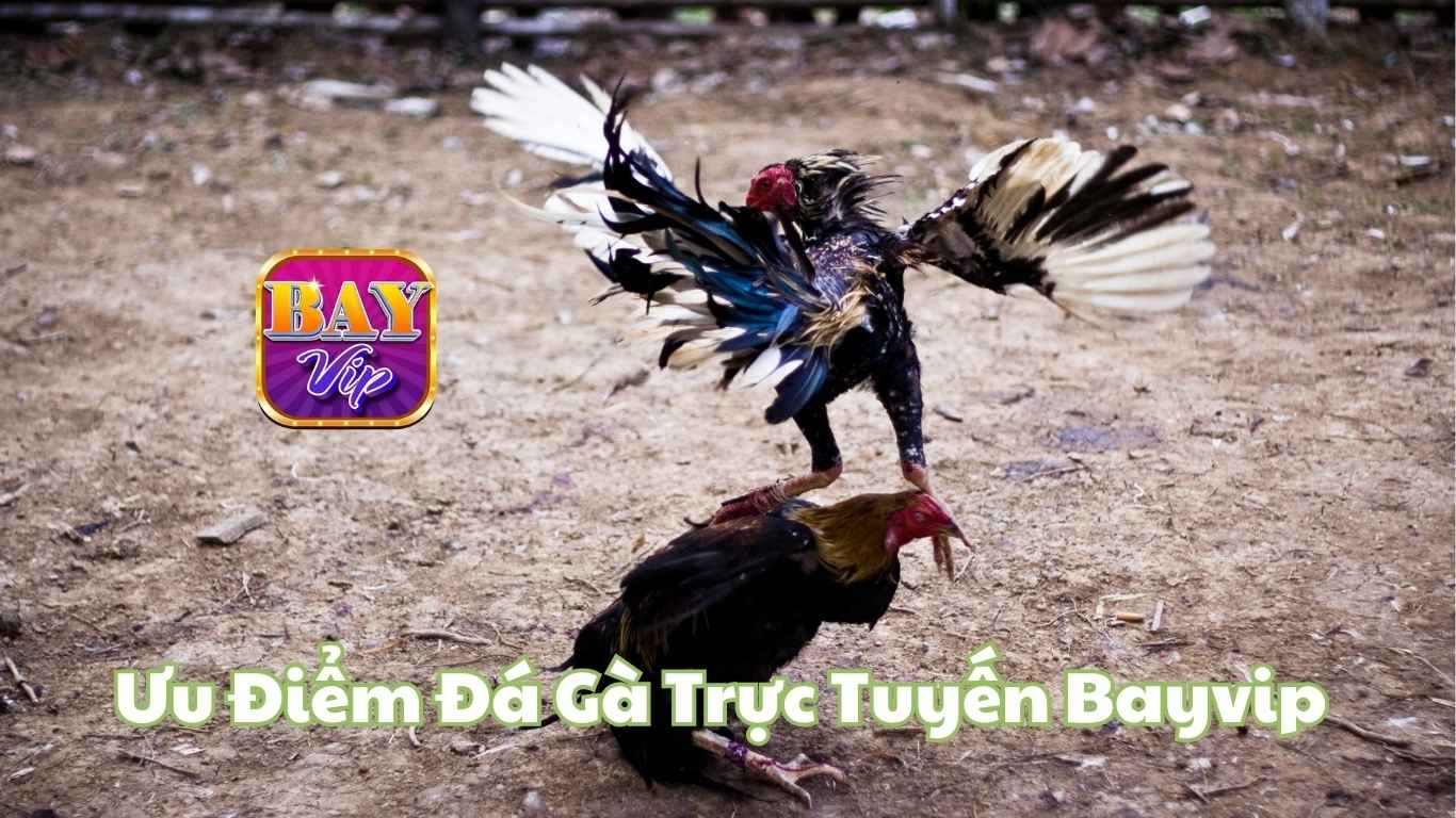 Ưu điểm sân đá gà bayvip Ưu điểm sân đá gà bayvip